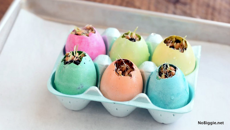 How to Grow Easter Grass in Eggshells - Woodlark Blog
